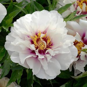 3 Gal. Cora Louise Peony (Paeonia Itoh) Live Shrub with White-Dark Lavender central flares Double Blooms