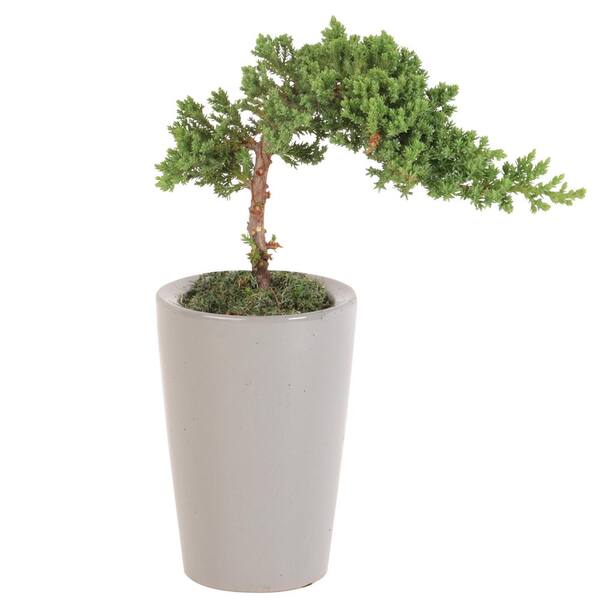 Costa Farms Bonsai Small Plant BD06S The Home Depot
