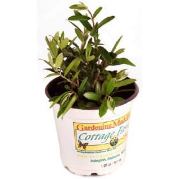 national PLANT NETWORK 2.5 qt. Sweet Olive Shrub
