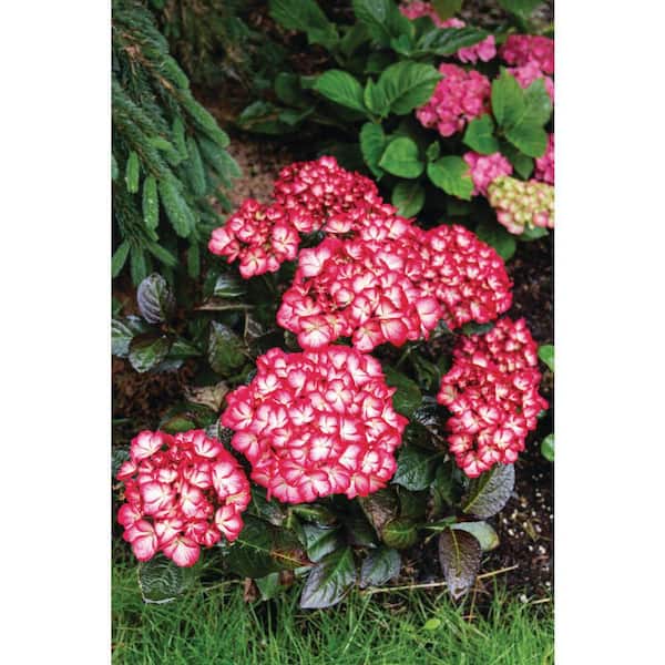 Jumbo Pint Kimono Bigleaf Hydrangea (Macrophylla) Live Shrub, Wine Red and White Flowers