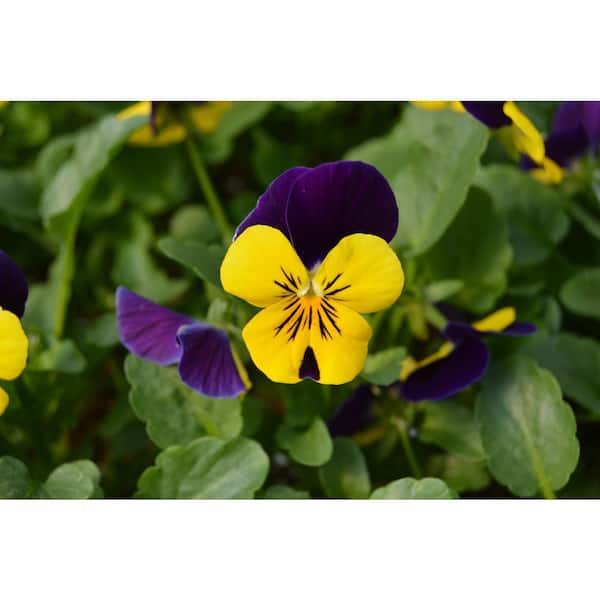 1.27 Qt. Viola Yellow Jump Up Pansy Plant (6-Pack) 600624 - The
