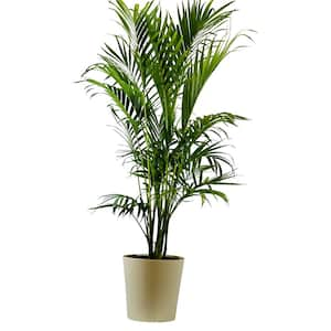 1.9 Gal Palm Cataractarum Plant in 9.25 In. Designer Pot