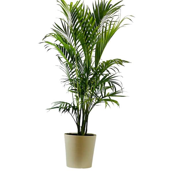 Pure Beauty Farms 1.9 Gal Palm Cataractarum Plant in 9.25 In. Designer Pot