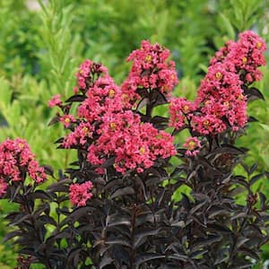 3 Gal. Coral Crape Myrtle Flowering Deciduous Tree with Coral Flowers