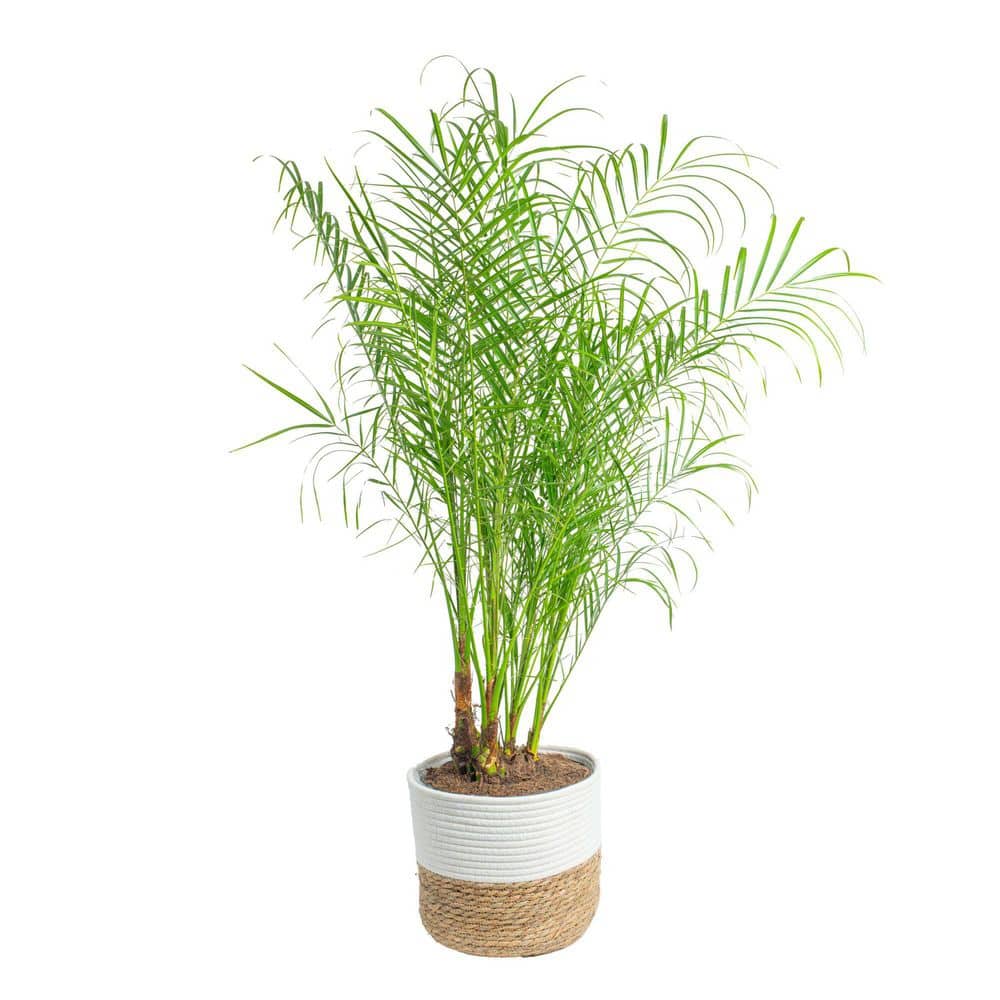 costa-farms-house-plants-co-