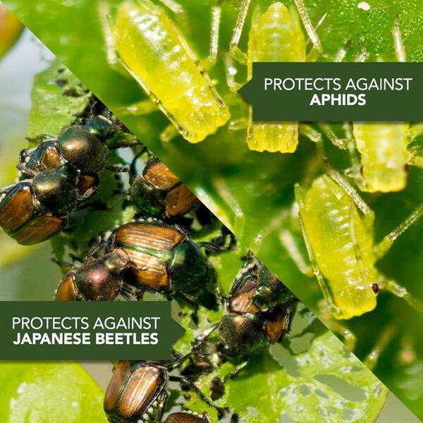 Bioadvanced 32 Oz Concentrate Tree And Shrub Protect With Feed 701810a The Home Depot