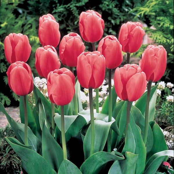 Van Bourgondien Pink Impression Darwin Hybrid Tulip Dormant Spring