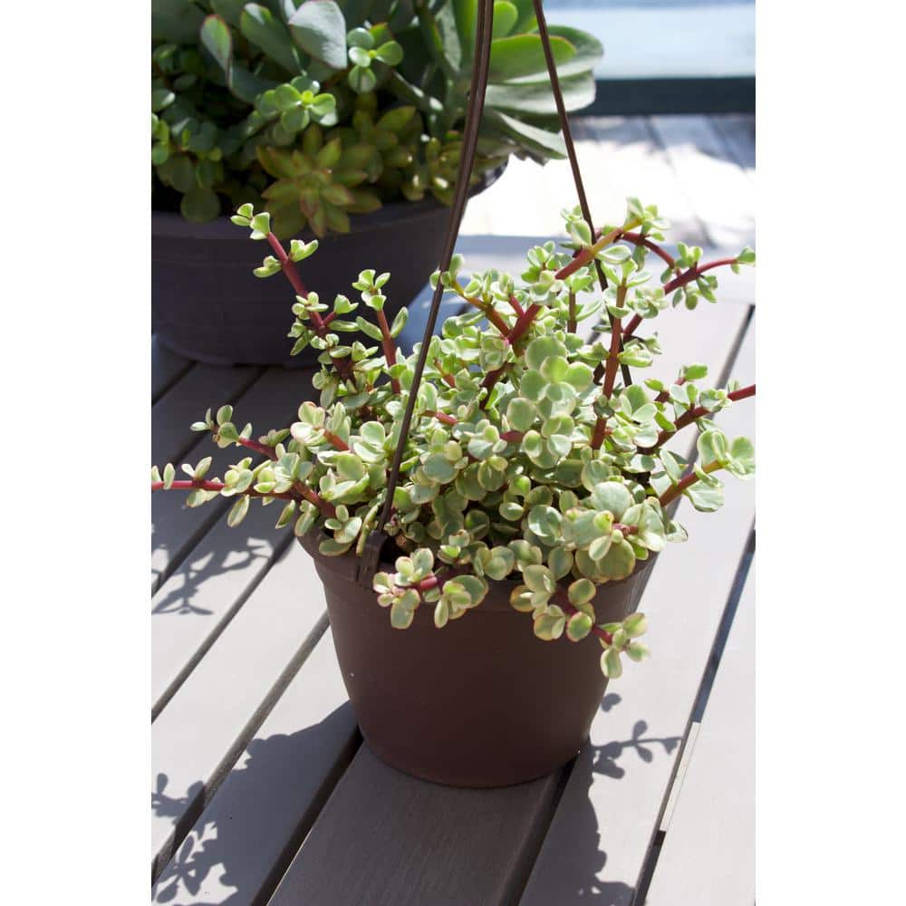 Rainbow Elephant Bush 8" Variegated Portulacaria Afra in Plastic Pot