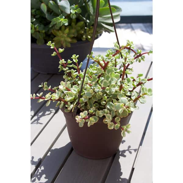 black raven zz plant near me Raven ZZ Plant