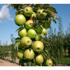 3 Gal. Blushing Delight Live Apple Tree with Red-Green Fruits