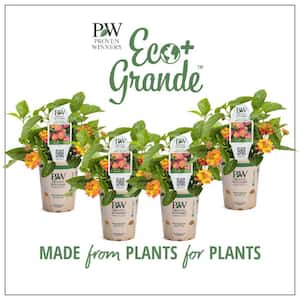 4.25 in. Eco+Grande Luscious Berry Blend (Lantana) Live Plant, Pink, Orange, and Yellow Flowers (4-Pack)