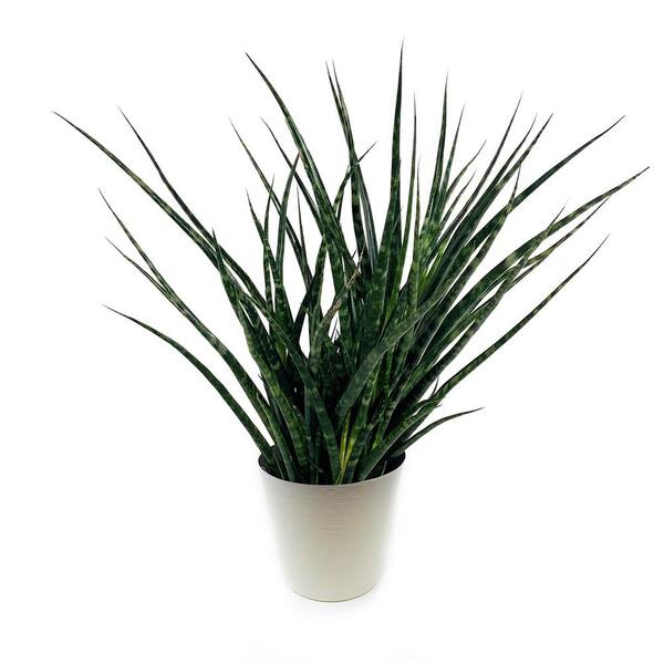 Pure Beauty Farms 1.9 Gal. Sansevieria Fernwood Snake Plant in 9.25 In. Designer Pot