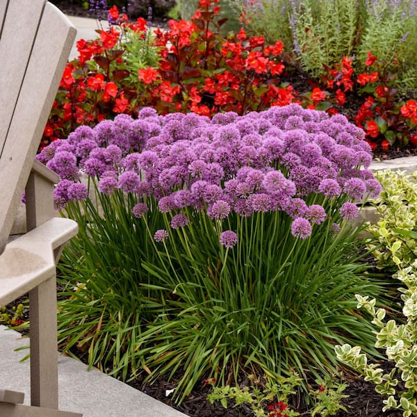 allium ☆ PROVEN WINNERS 0.65 Gal. 'Serendipity' Ornamental Onion (Allium