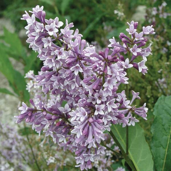 Spring Hill Nurseries 12 in. to 18 in. Tall Donald Wyman Lilac (Syringa) Hedge Starter Kit, Live Bareroot Deciduous Shrubs (4-Pack)