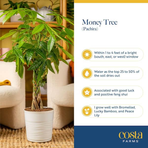 monstera swiss cheese plant Philodendron adansonii 'Swiss Cheese' main image 1