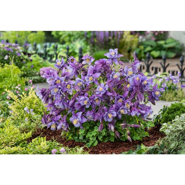 BELL NURSERY 2.5 qt. Blue Aquilegia Columbine Live Perennial Plant (3-Pack)
