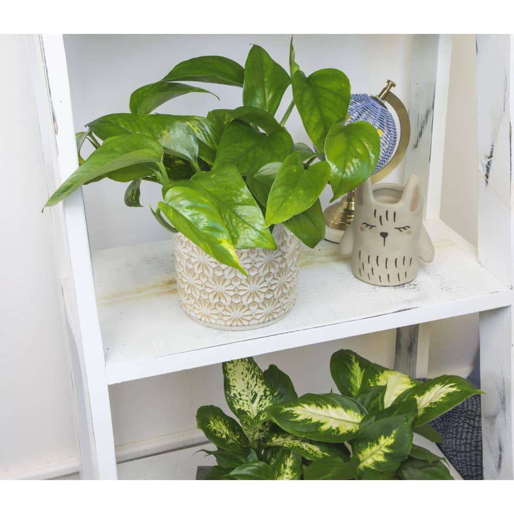 Golden Pothos in Black Plastic Planter, 4-Inch