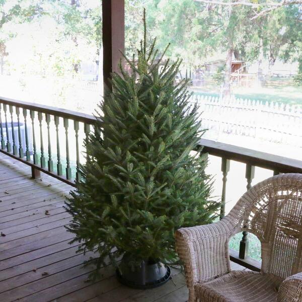 4.5-5 ft. Freshly Cut Fraser Fir Real Christmas Tree HD9064 - The