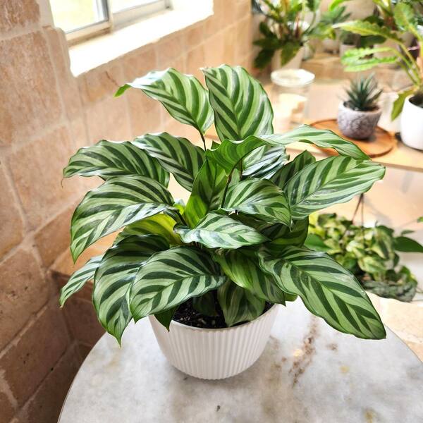 Altman Plants Calathea Freddie House Plant in 6 Inch(es) Pot 1 -Pack one_size | 0881599