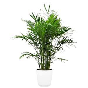 Cateracterum Palm (Cat Palm) in 9.25 in. White Paradise Planter