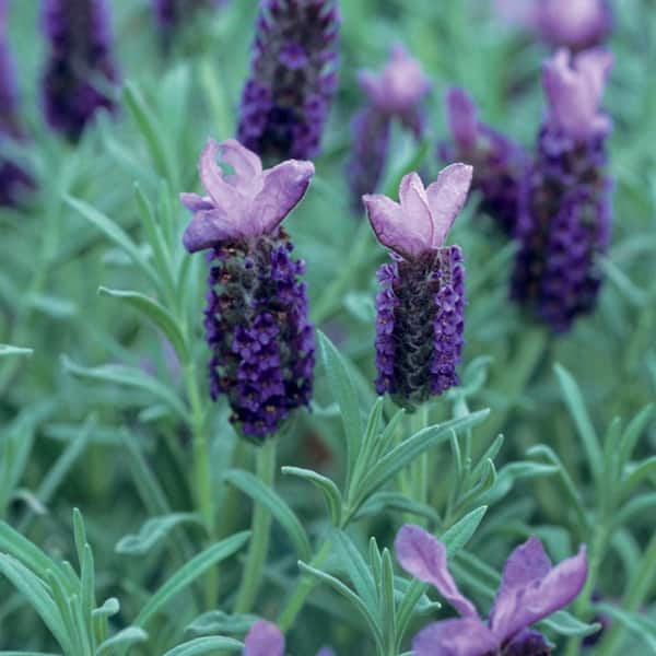 SMART PLANET 2.5 QT. Spanish Lavender Plant 1007455184 - The Home Depot