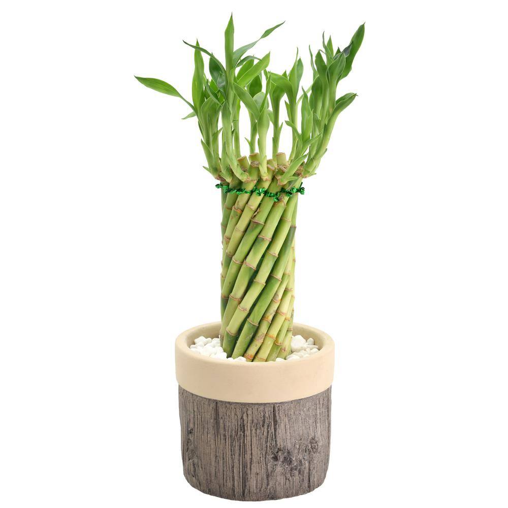 Tornado Lucky Bamboo in Beige Ceramic Planter
