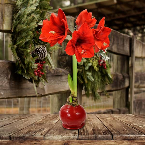 Cottage Farms Direct Wax Coated Red Blooming Amaryllis Bulb 1 Pack Hd9019 The Home Depot