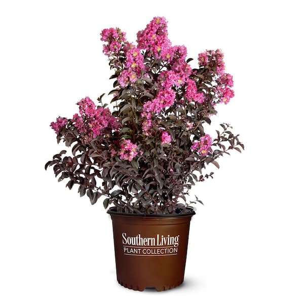 2 Gal. Delta Fusion Crape Myrtle, Live Deciduous Shrub/Tree, Burgundy Foliage, Dark-Pink Blooming