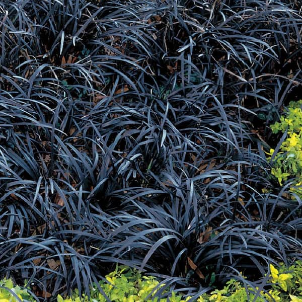 1 Gal. Black Mondo Grass - Striking Dark Color Contrasts Beautifully  Against Green and Purple Plants