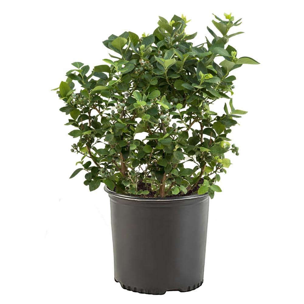 2.5 Qt. Bluegold Blueberry Plant with White Flowers and Green Foliage