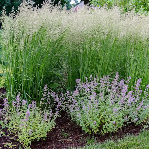 national PLANT NETWORK 2.5 Qt. Karl Forester Grass with White Blooms