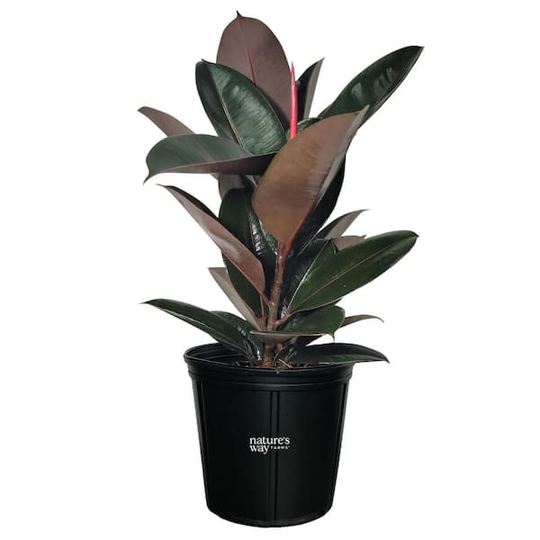 Ficus Burgundy Br Indoor Live Plant (25-30 in. Tall) in Grower Pot