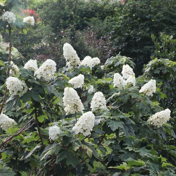 Proven Winners 4.5 in. qt. Gatsby Glow Ball Oakleaf Hydrangea (Quercifolia) Live Flowering Shrub with White to Green Flowers