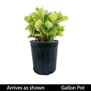 2.50 Qt. Pot Summer Crush Hydrangea, Deciduous Flowering Shrub (1-Pack)