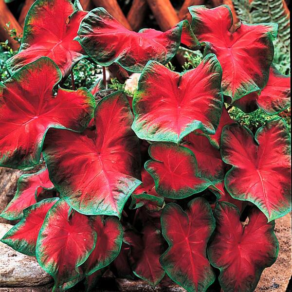 Breck's Feida Hemple Fancy Leaf Caladium Bulbs, Red Foliage (2-Pack)