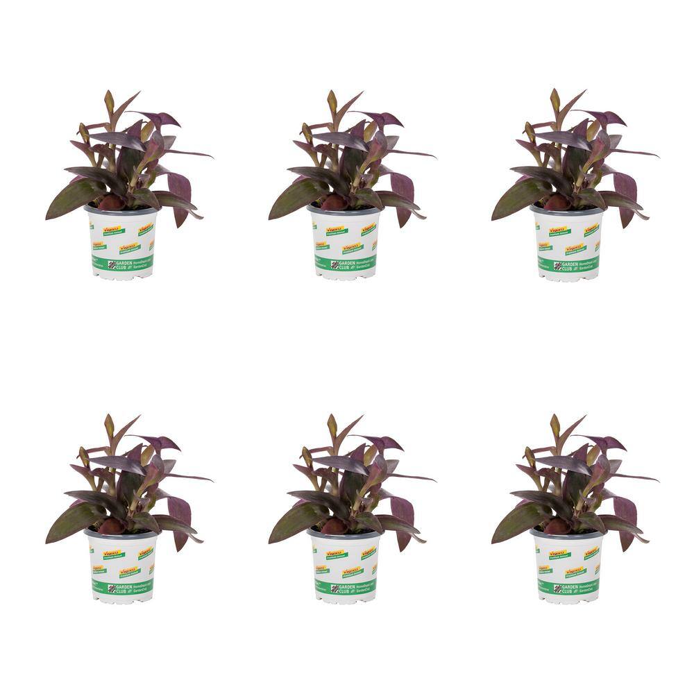 Vigoro 1 Pt. Accent Setcreasea Purple Heart Purple Annual Plant (6-Pack ...