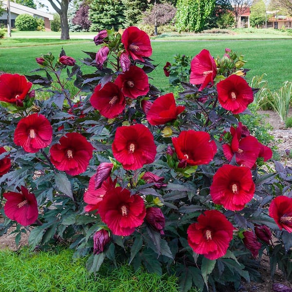 DIRECT GARDENING Midnight Marvel Red Flowering Hibiscus Dormant