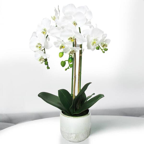 pots white ceramic vase orchids arrangements vases pot flowers 