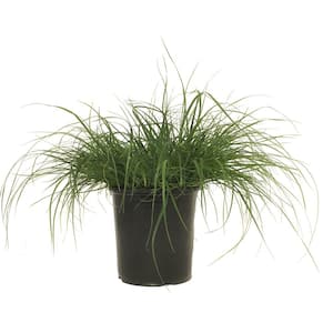 Dwarf Fountain Grass (Pennisetum Alopecuroides) Hameln