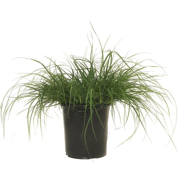 Unbranded Dwarf Fountain Grass (Pennisetum Alopecuroides) Hameln