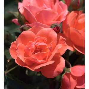 2 Gal. Coral Knock Out Live Rose Bush with Brick Orange to Pink Flowers