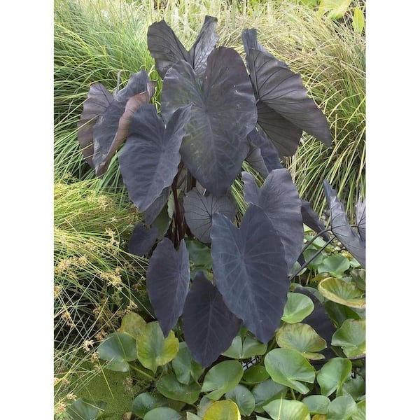 Wekiva Foliage Black Magic Colocasia-4 Live Starter Plants-Colocasia  Esculenta-Beautiful Large Leaf Foliage Elephant Ear Starter  blackmagiccolocasia2x4 - The Home Depot