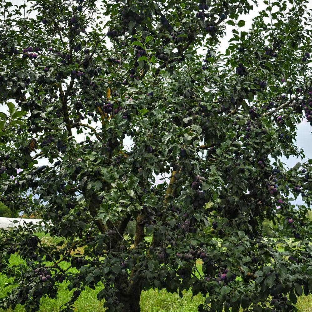 7 Gal. Shirley Plum Tree