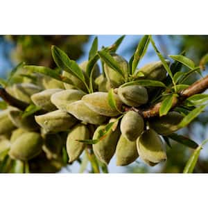 3 ft. All-in-One Almond Bare Root Tree with Self Pollinating and Heavy Producing Almonds