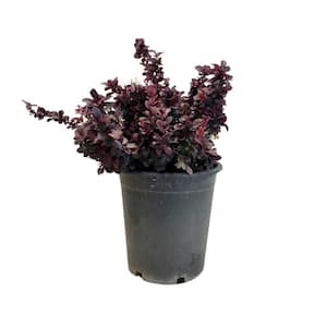 #5 Container Berberis t Concorde' Shrub plant (2-Pack)
