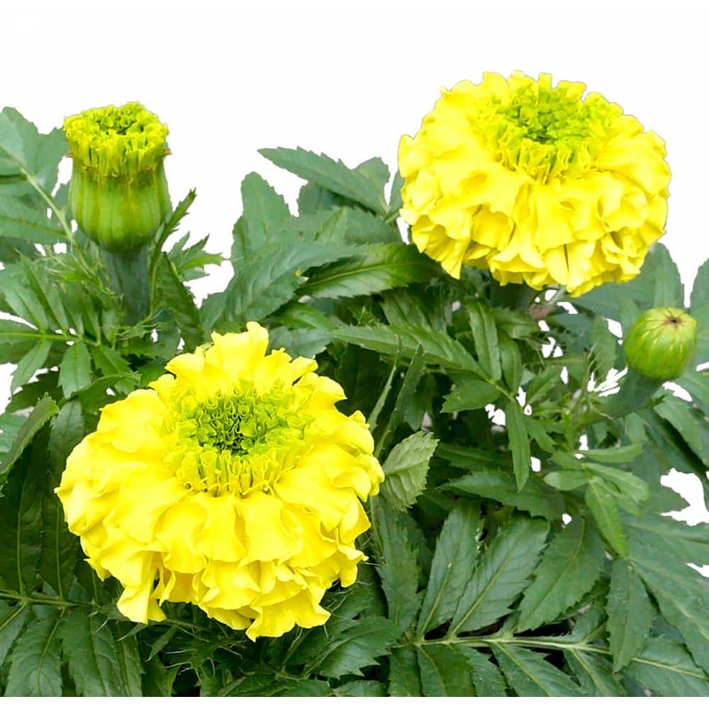 6PK Marigold Deep Yellow Annual Plant with Yellow Flowers-(2-Pack)