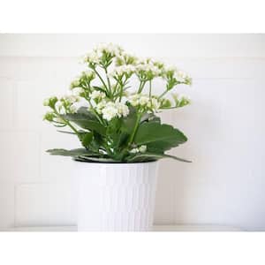 2.5 Qt. White Flowers Kalanchoe Plant in 6.33 in. Grower's Pot (2-Plants)