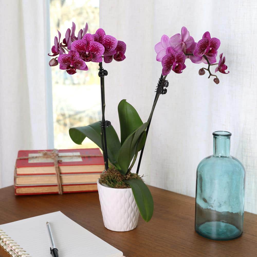 Purple Petite Orchid in White Ceramic Pot