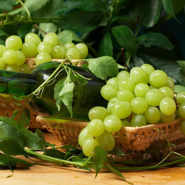 VAN ZYVERDEN Grapes Niagara Plant 83722 - The Home Depot