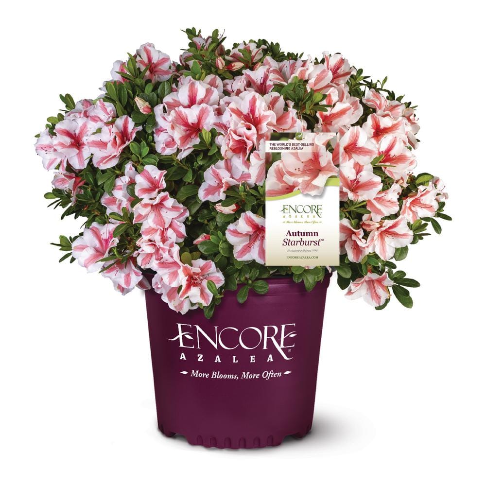 ENCORE AZALEA 2 Gal. Autumn Starburst Shrub with Bicolor Coral Pink ...